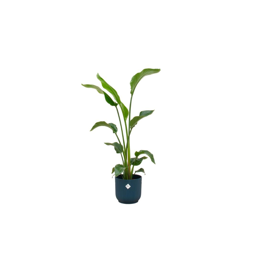 Combideal - Strelitzia Nicolai inclusief elho Vibes Fold Round blauw Ø22 - 100 cm