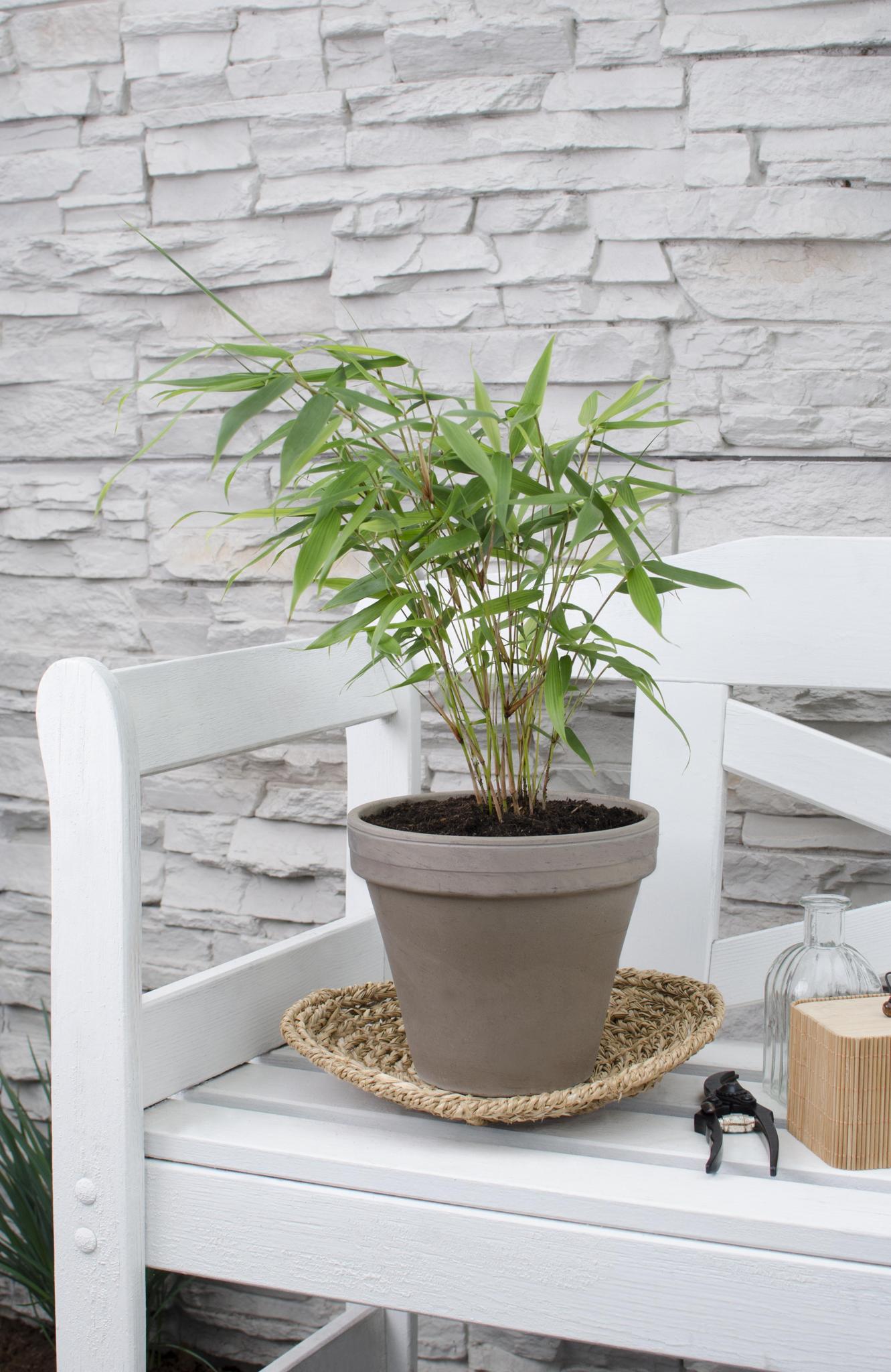 Fargesia robuusta 'Pingwu' - ?40cm - Ø14