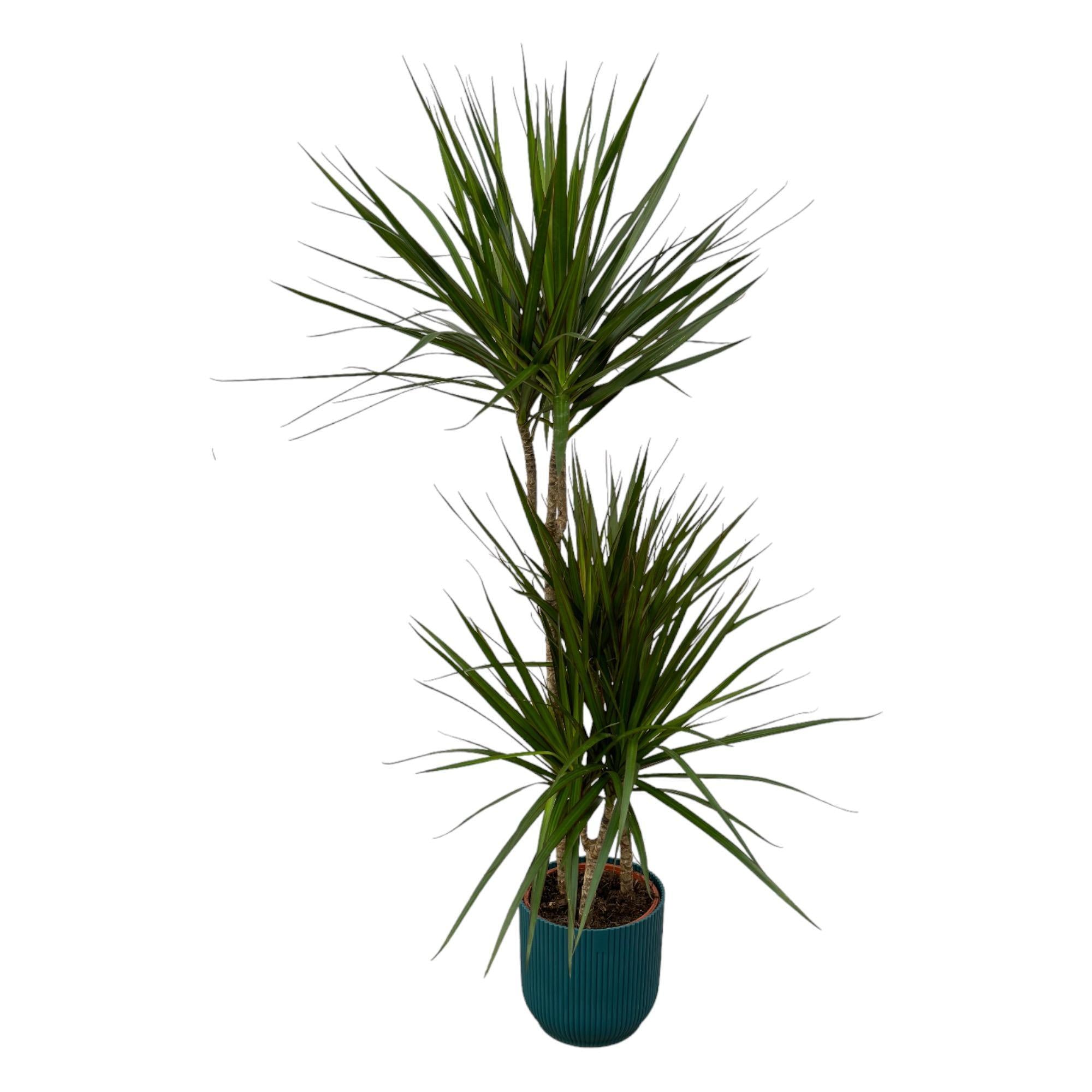 Dracaena Marginata - ?120cm - Ø21cm inclusief elho Vibes Fold Rond blauw D22xH20