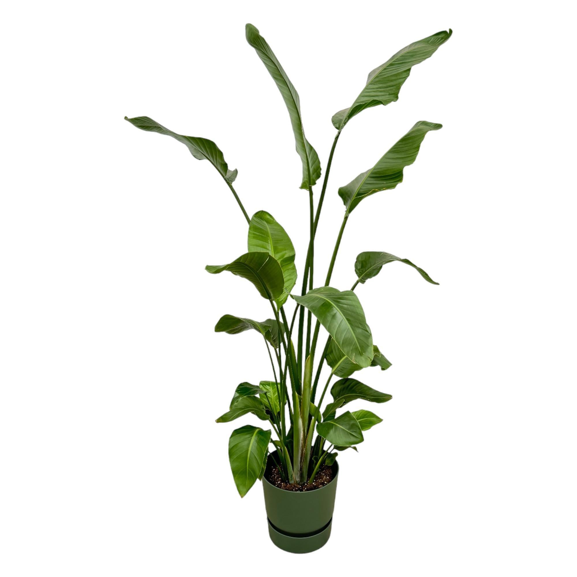 Strelitzia Nicolai inclusief elho Greenville Rond groen - 180 cm - Ø30