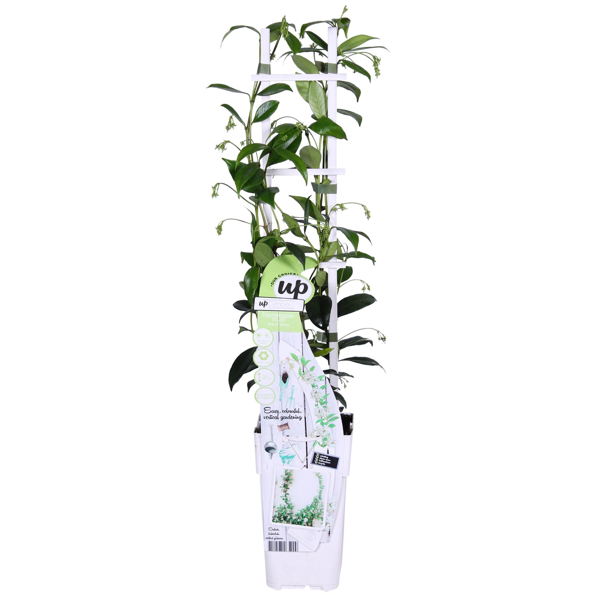 2x - Trachelospermum 'Ster van Venetië' - ?65cm - Ø15