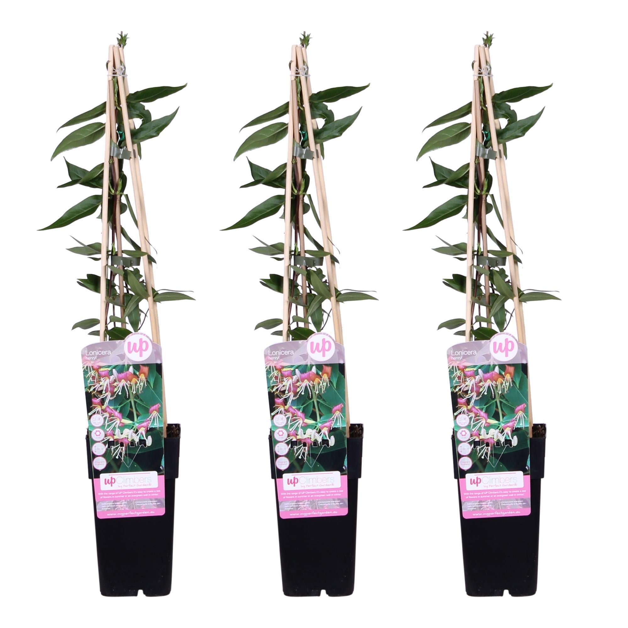 3x - Lonicera henryi - ?65cm - Ø15