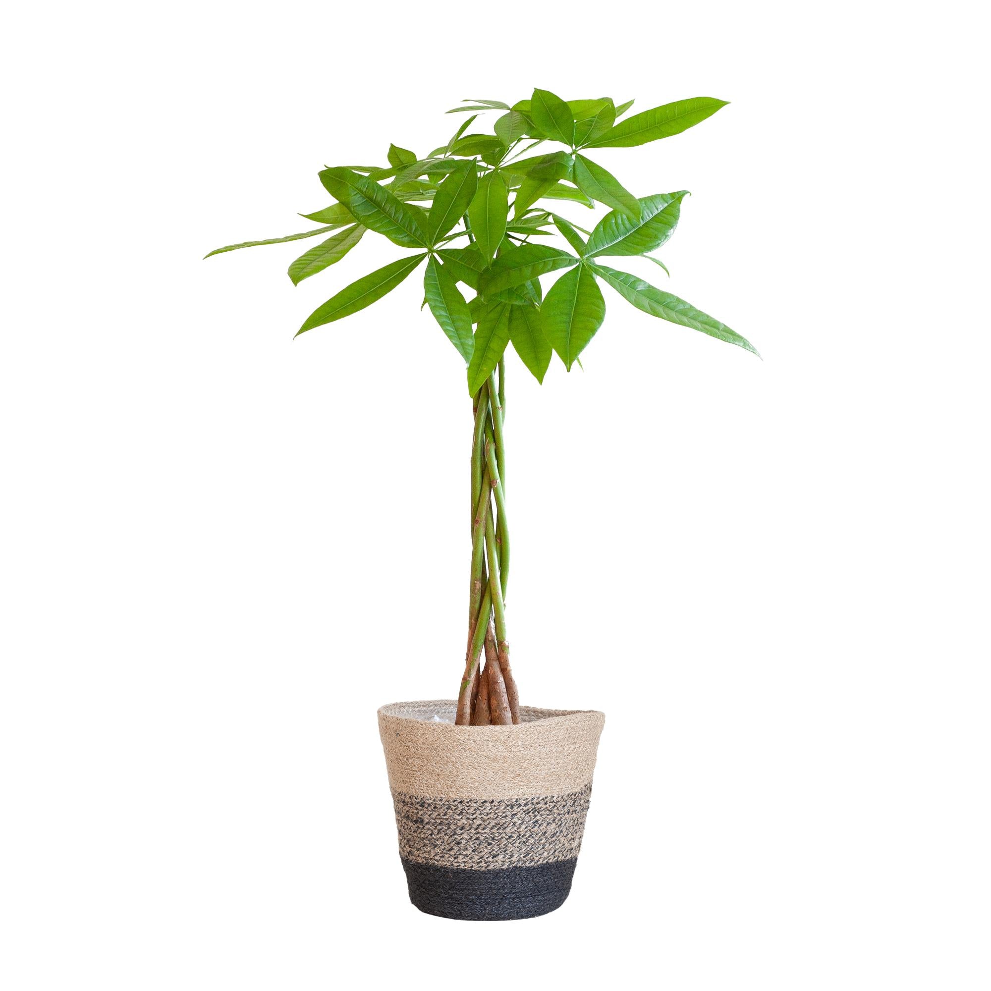 Pachira Aquatica mit Mand Lissabon schwarz - 80cm - Ø21