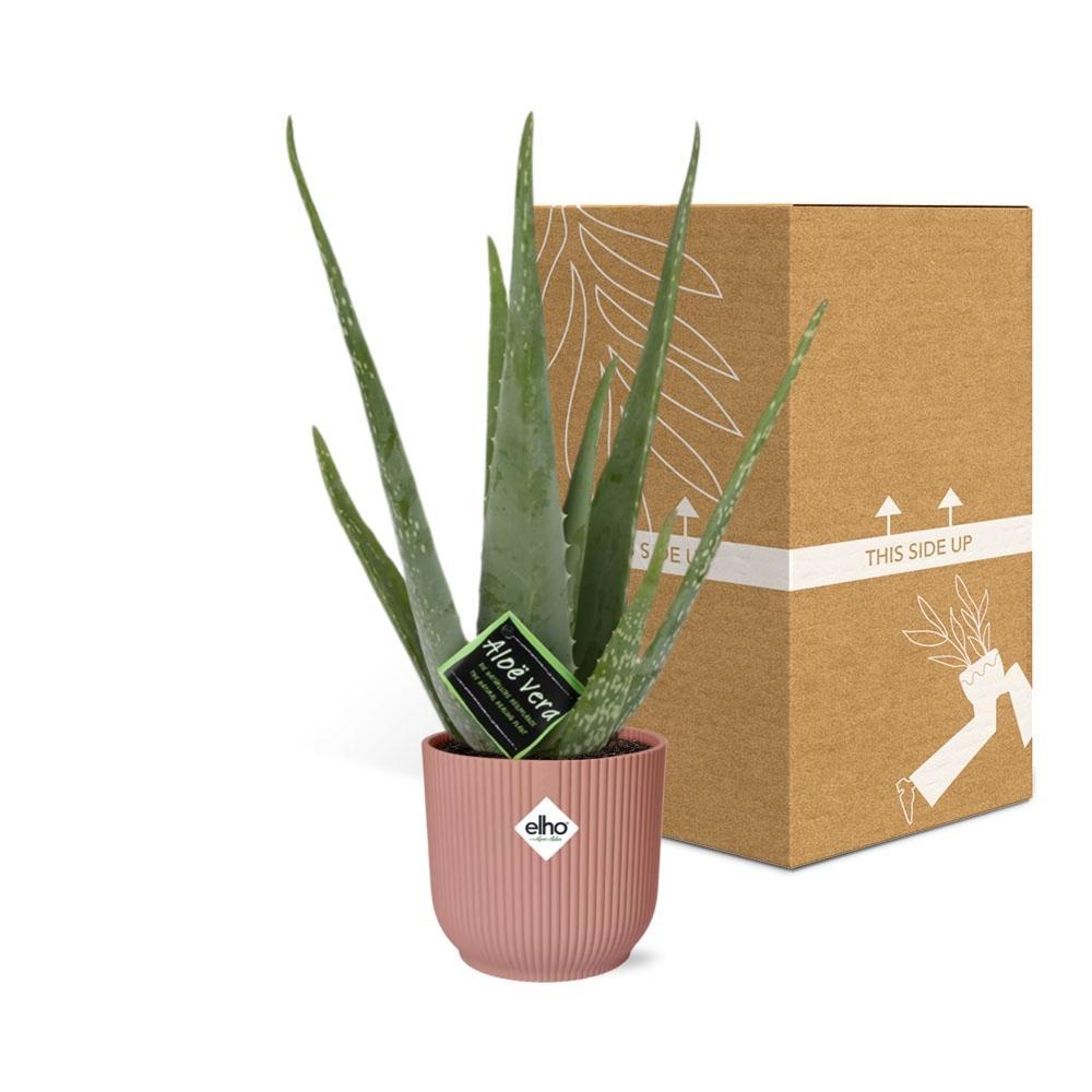 Aloë Vera 12cm in ELHO Vibes Fold 14cm roze