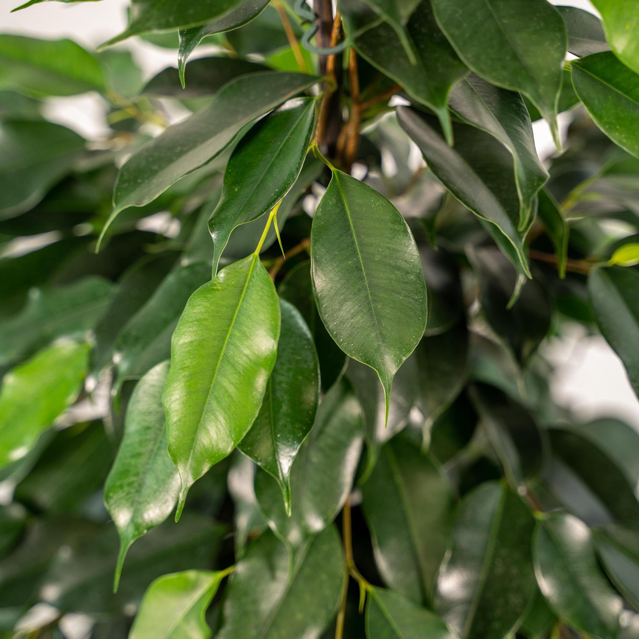 Ficus benjamina Danielle - Ø21cm - ↕95cm + Topf Mayk Gold