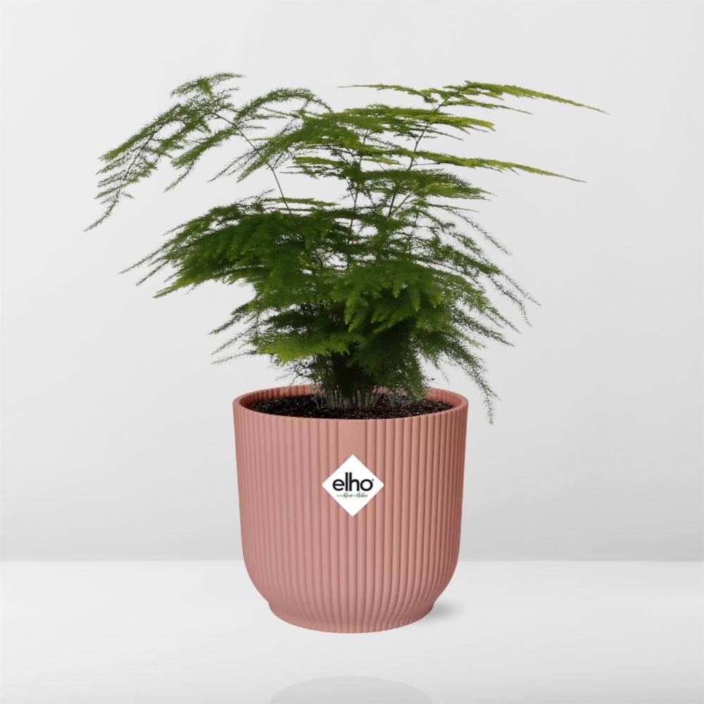 Asparagus Setaceus 'Plumosus' in ELHO Vibes Fold 14cm roze