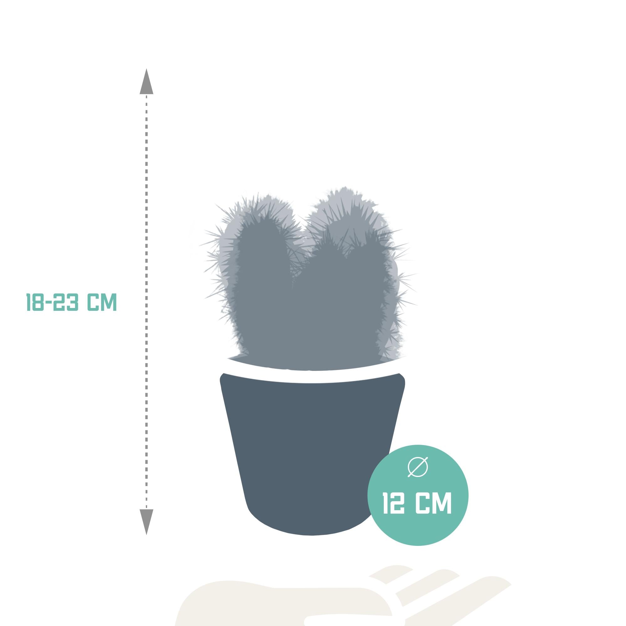 Cereus mix 10,5cm - 3x - in witte pot