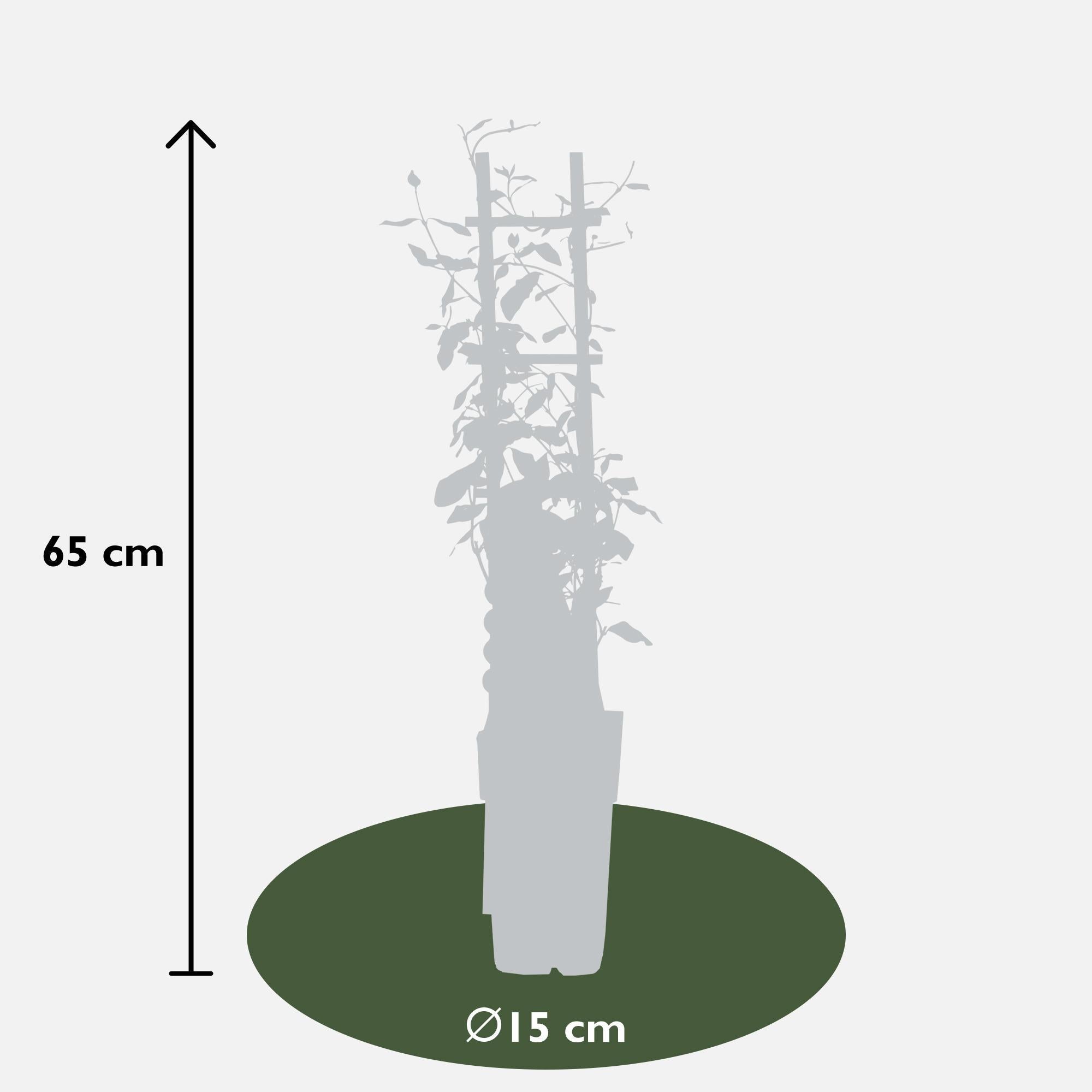 3x - Trachelospermummix - ?65cm - Ø15