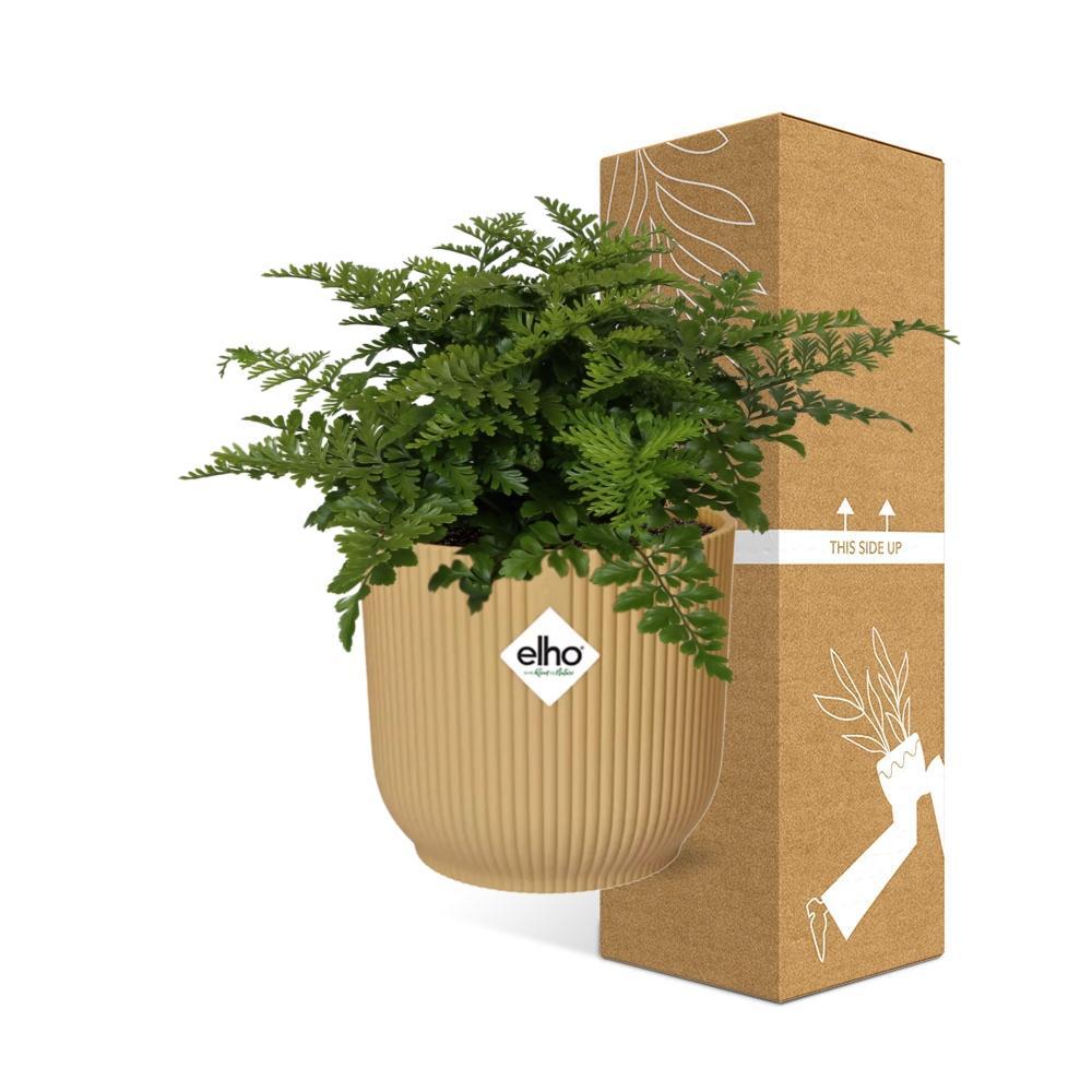 Asplenium Parvati in ELHO Vibes Fold 14cm gelb