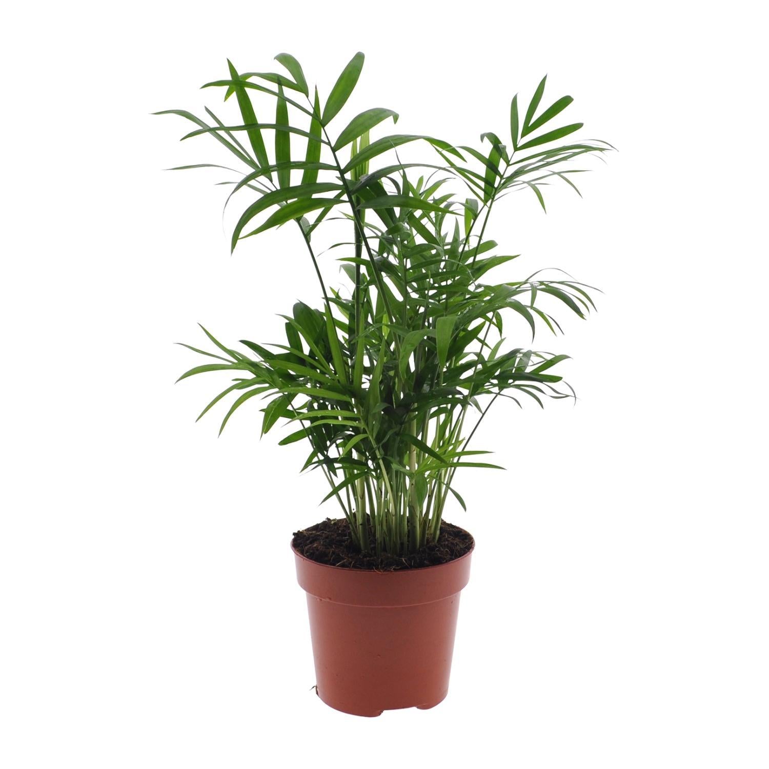 Chamaedorea Elegans - Ø12 -?40cm