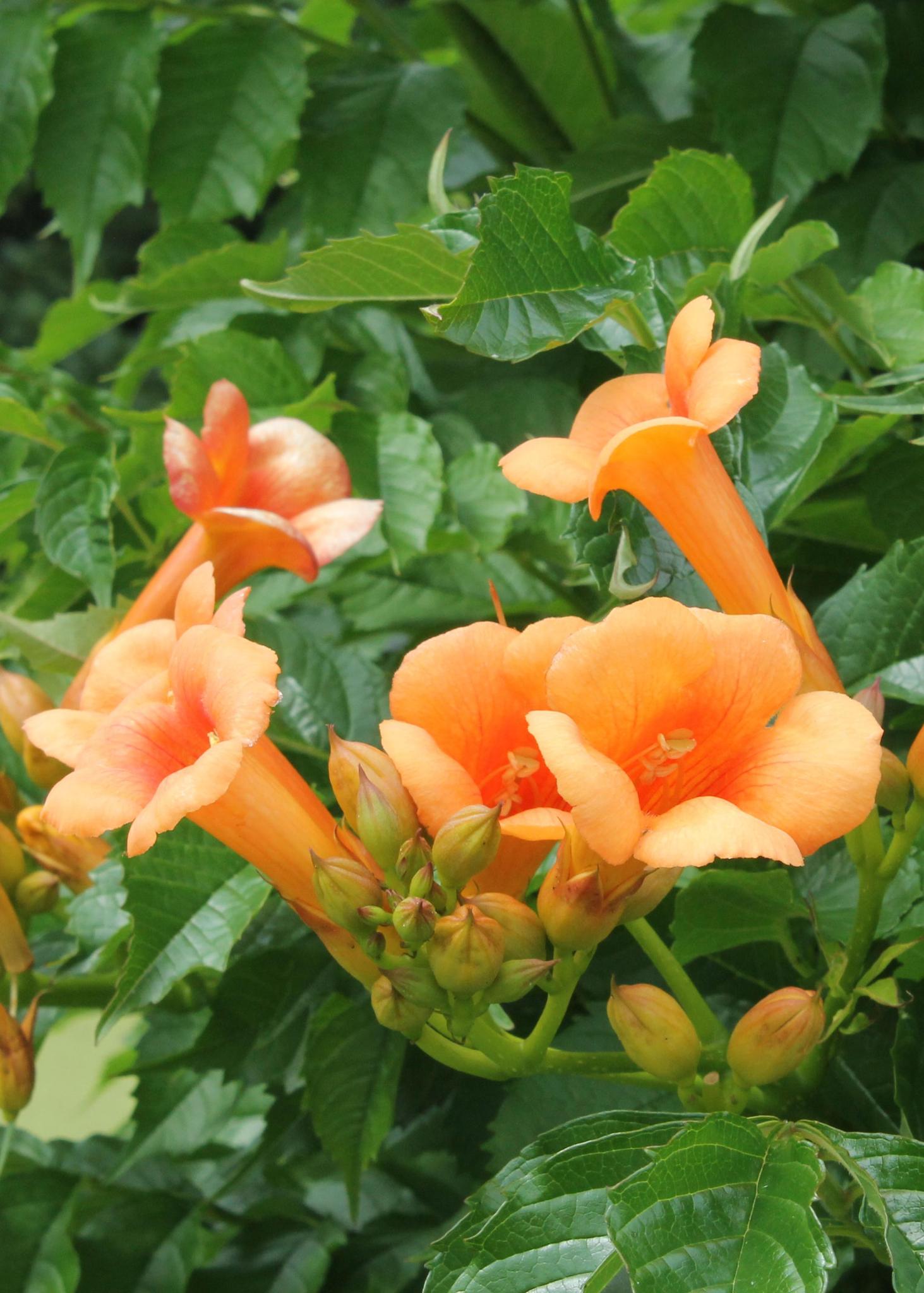 2x - Campsis 'Indian Summer' - ?65cm - Ø15
