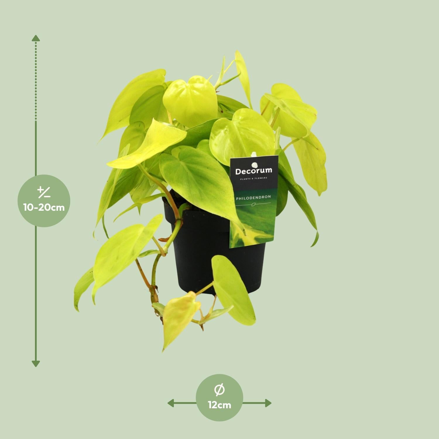 Philodendron Limoen - Ø12cm - ↕20cm