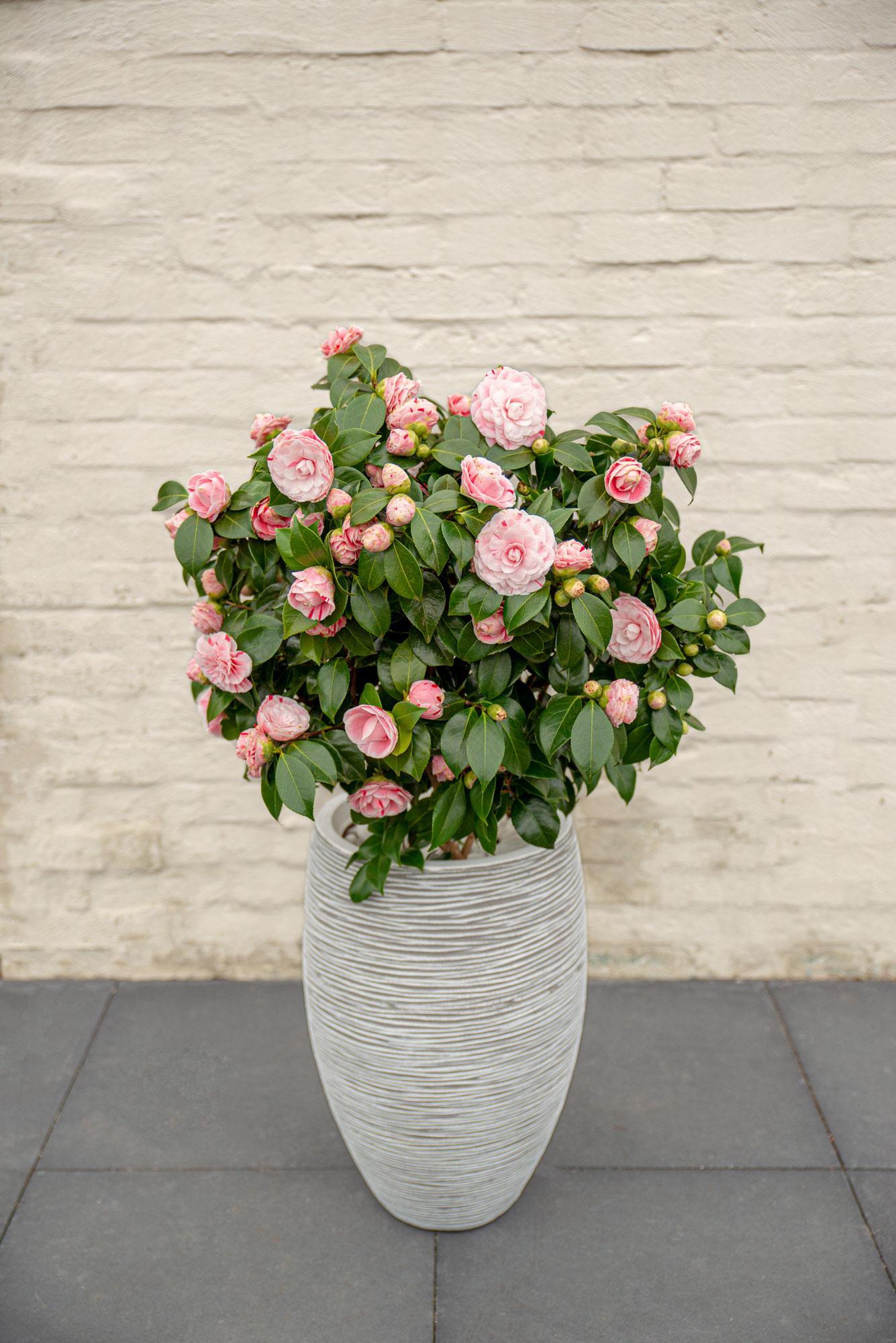 Camellia japonica Bonomiana - Ø19 - ?65cm