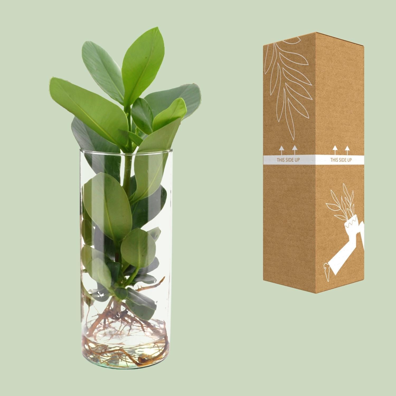 Clusia In Cilinder Glas - Ø12cm - ↕30cm