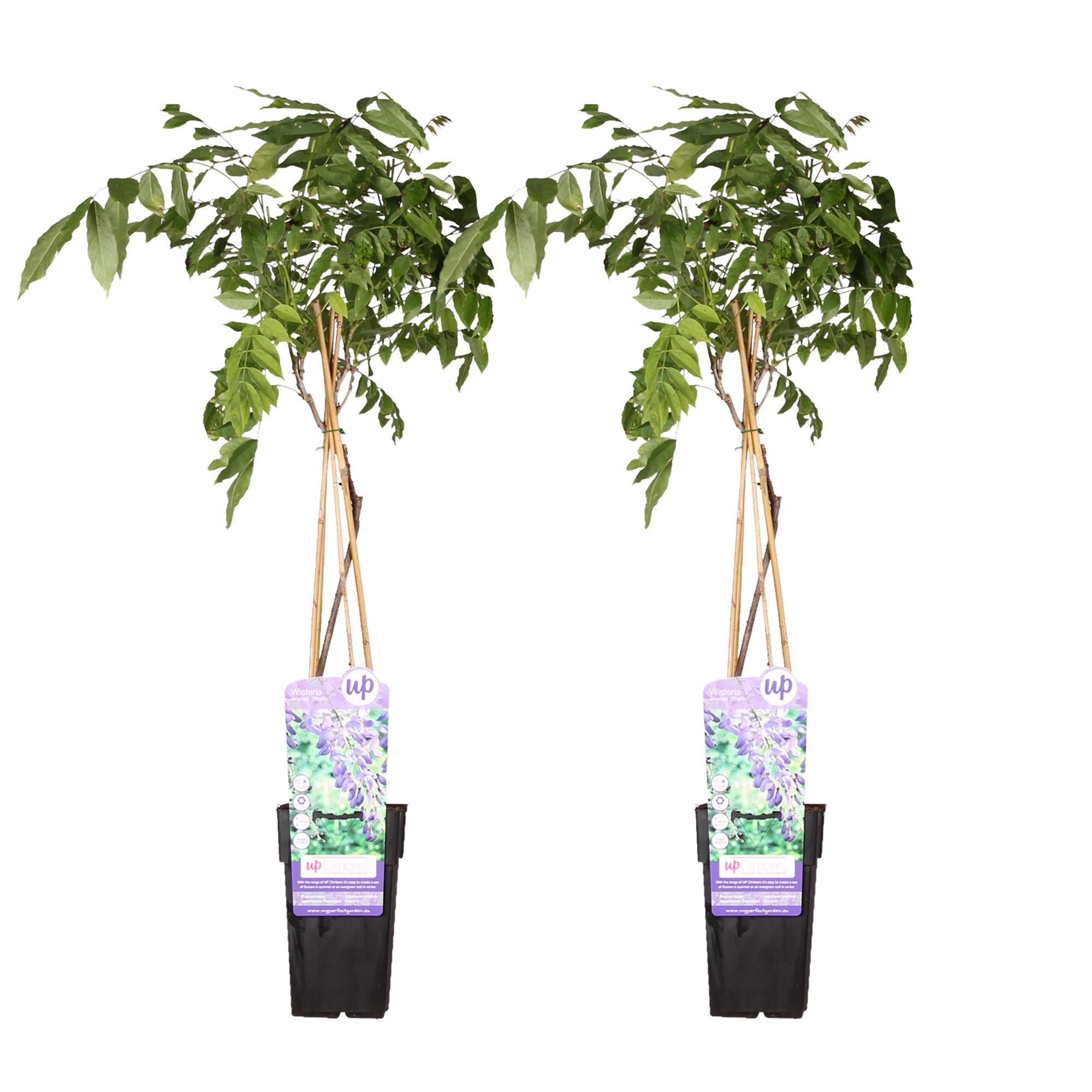 2x Wisteria sinensis 'Prolific' - ?65cm - Ø15