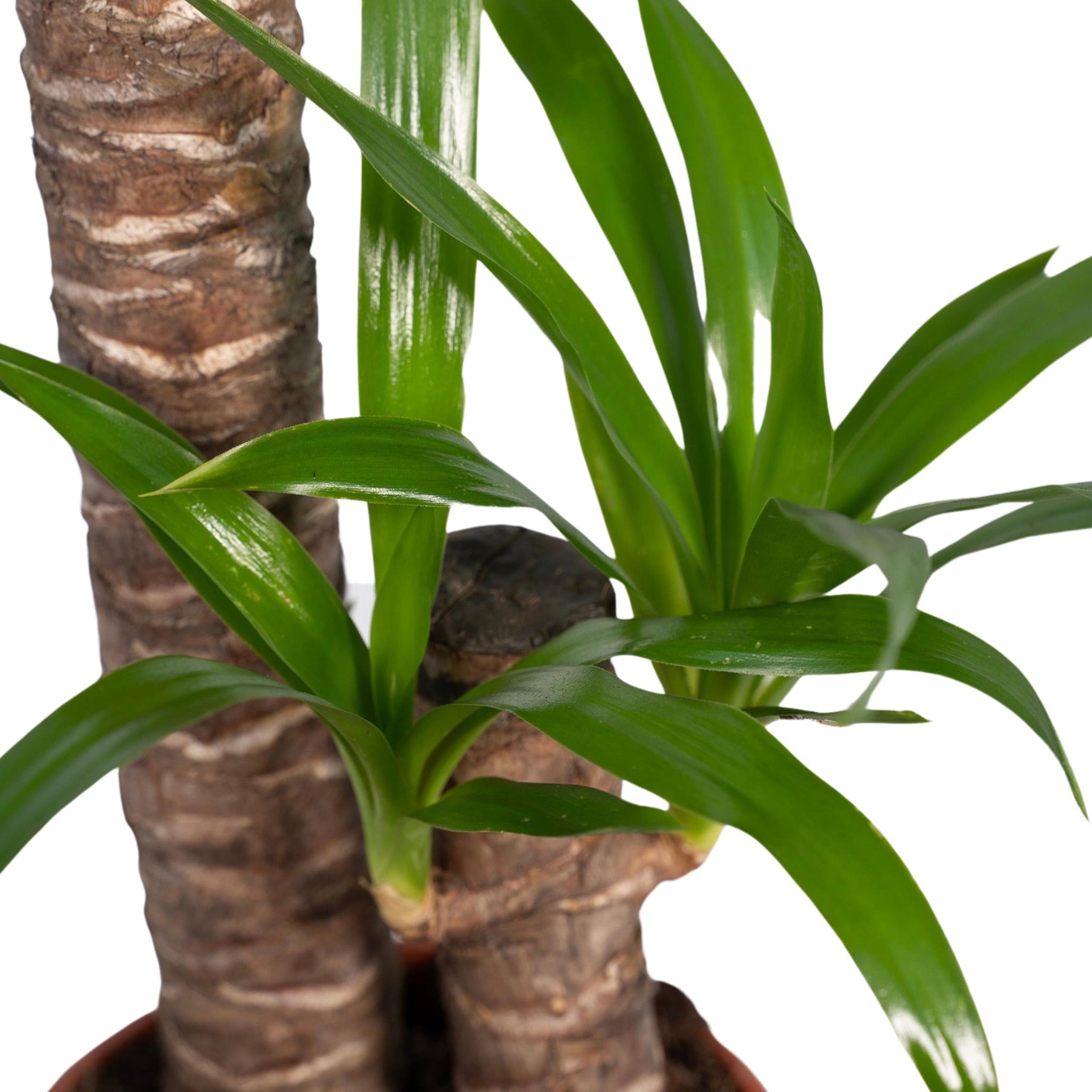 Yucca Olifantspoot - Ø17 - ?85cm